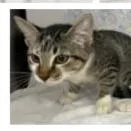A baby small-sized female Gray / Blue / Silver Domestic Short Hair cat named Socks McGee for adoption in Tampa, FL
