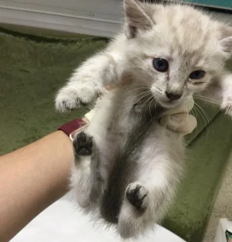 A baby small-sized female Domestic Short Hair cat named Cougar for adoption in Riverside, CA
