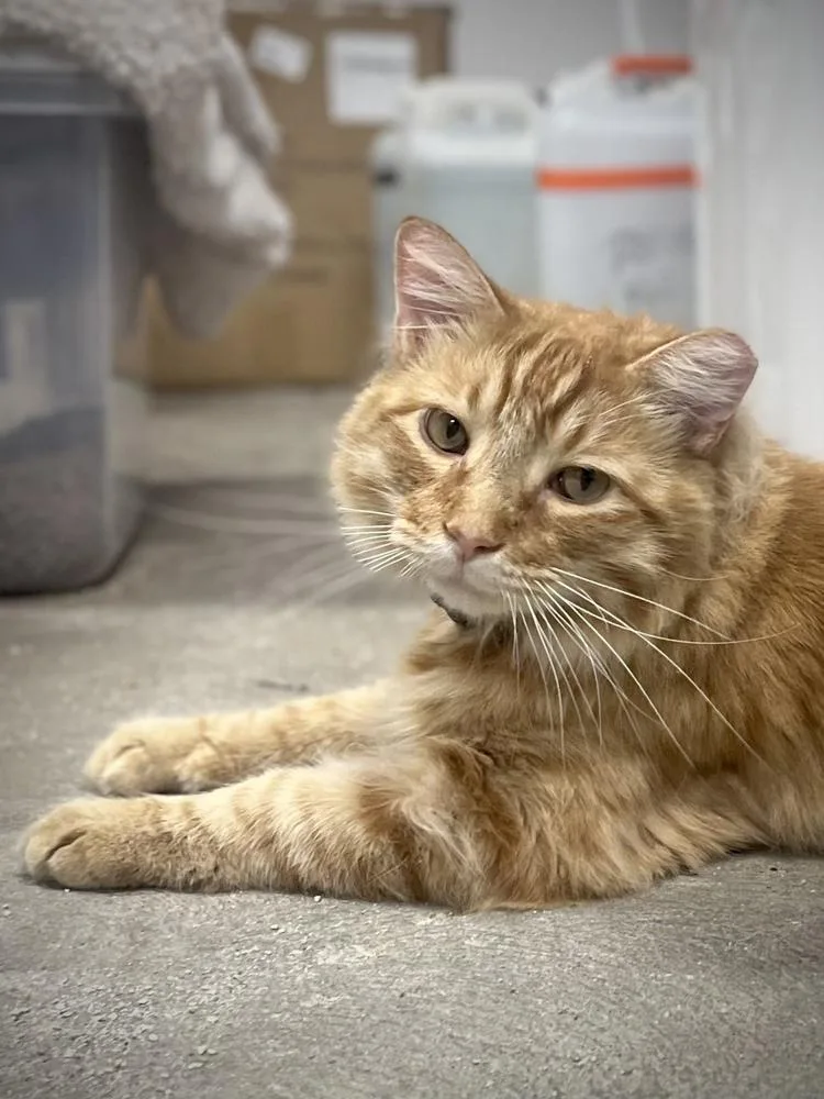 An adult large-sized male Domestic Long Hair cat named Rusty CP for adoption in Dallas, TX