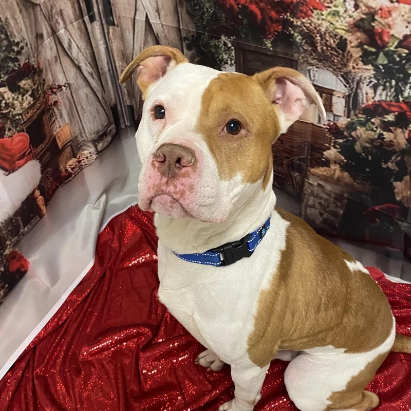 Norris Gci Trained Graduate!! thumbnail 2