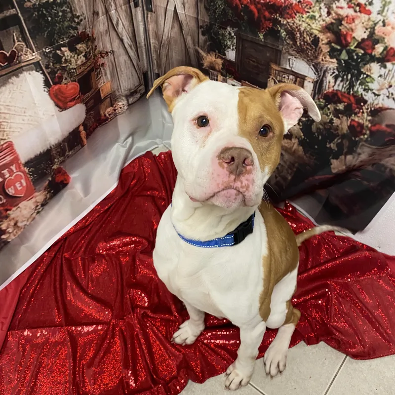 Norris Gci Trained Graduate!!