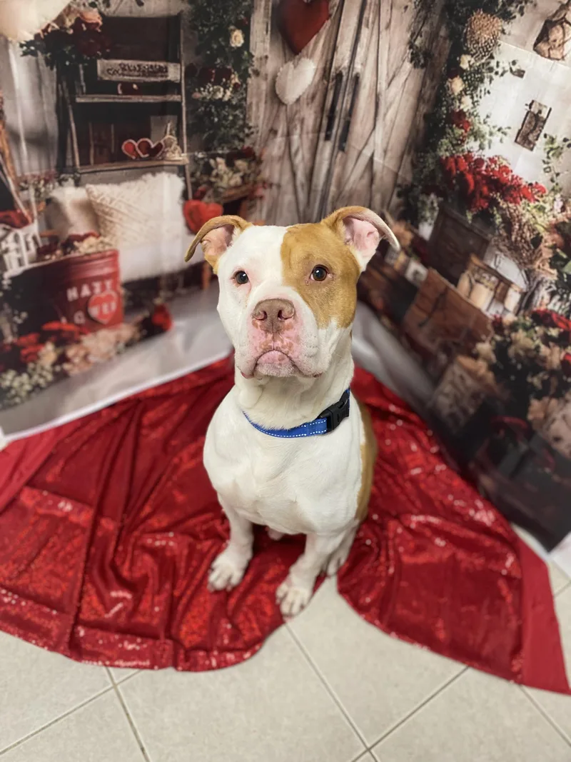 Norris Gci Trained Graduate!! thumbnail 3