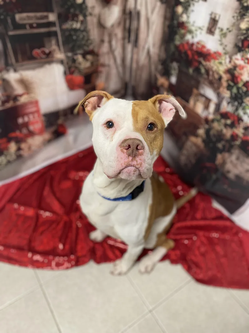 Norris Gci Trained Graduate!! thumbnail 4