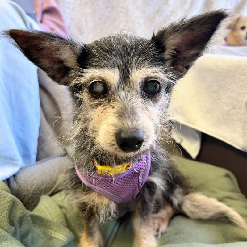 A senior small-sized female Black Terrier dog named Zipper for adoption in San Francisco, CA