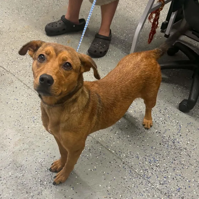 An adult medium-sized female Hound dog named Trixie for adoption in Jeffersonville, IN