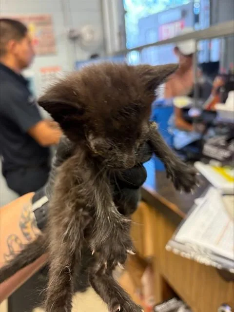 A baby small-sized male Domestic Short Hair cat named A for adoption in Stockton, CA