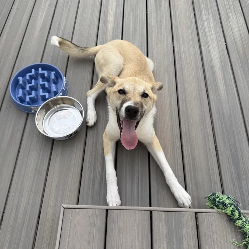 A young medium-sized male White / Cream Australian Cattle Dog / Blue Heeler dog named Judge Smalls for adoption in St. Peters, MO