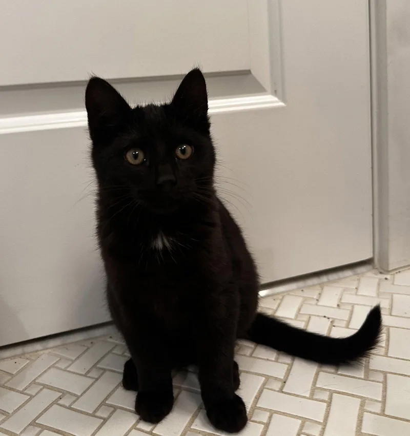 A baby medium-sized male Black Domestic Short Hair cat named Pepperoni for adoption in Herndon, VA