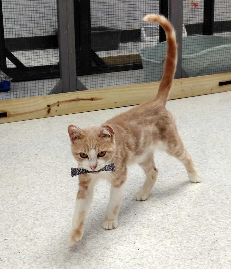 A young medium-sized male Orange / Red Domestic Short Hair cat named Newton for adoption in Montello, WI