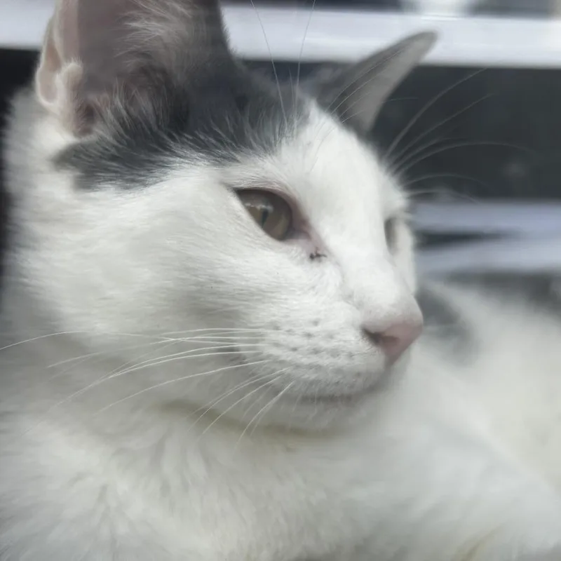 An adult large-sized male White Domestic Medium Hair cat named Rock for adoption in Philadelphia, PA