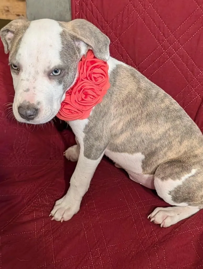 A baby medium-sized female American Bulldog dog named Bonnie for adoption in Cordova, TN