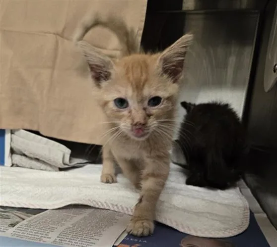 A baby small-sized male Domestic Short Hair cat named Mordecai for adoption in Fort Lauderdale, FL