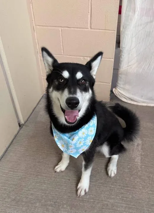 A baby large-sized female Husky dog named Storm for adoption in McKinney, TX