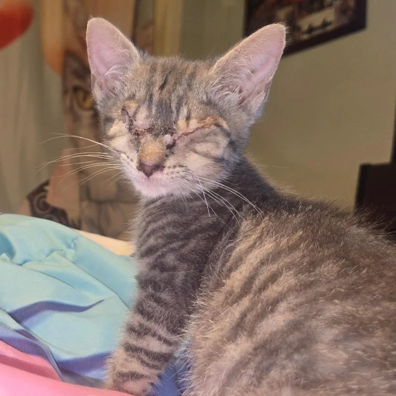 A baby small-sized female Gray / Blue / Silver Domestic Short Hair cat named Ruby for adoption in Birdsboro, PA