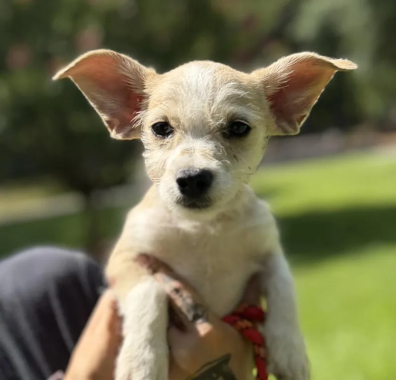 Baby Yoda
