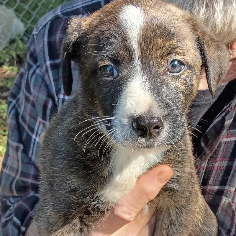 A baby medium-sized male Shepherd dog named Lenny for adoption in Stuart, VA