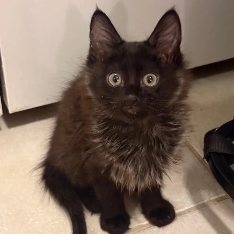 A baby small-sized male Smoke Domestic Long Hair cat named Dracula for adoption in Fort Worth, TX