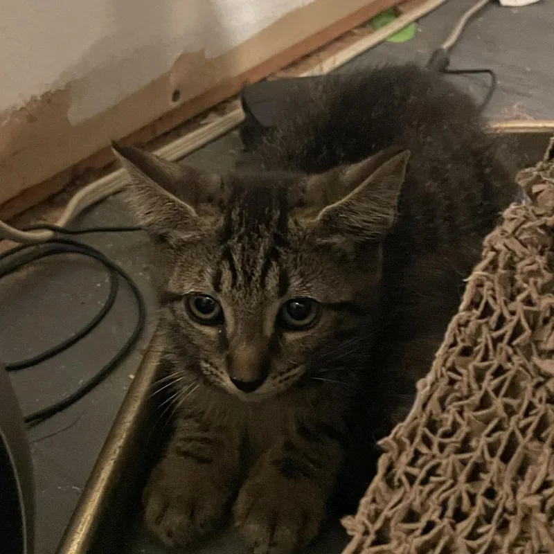 A baby small-sized male Brown / Chocolate Domestic Short Hair cat named Berlin for adoption in Durham, NC