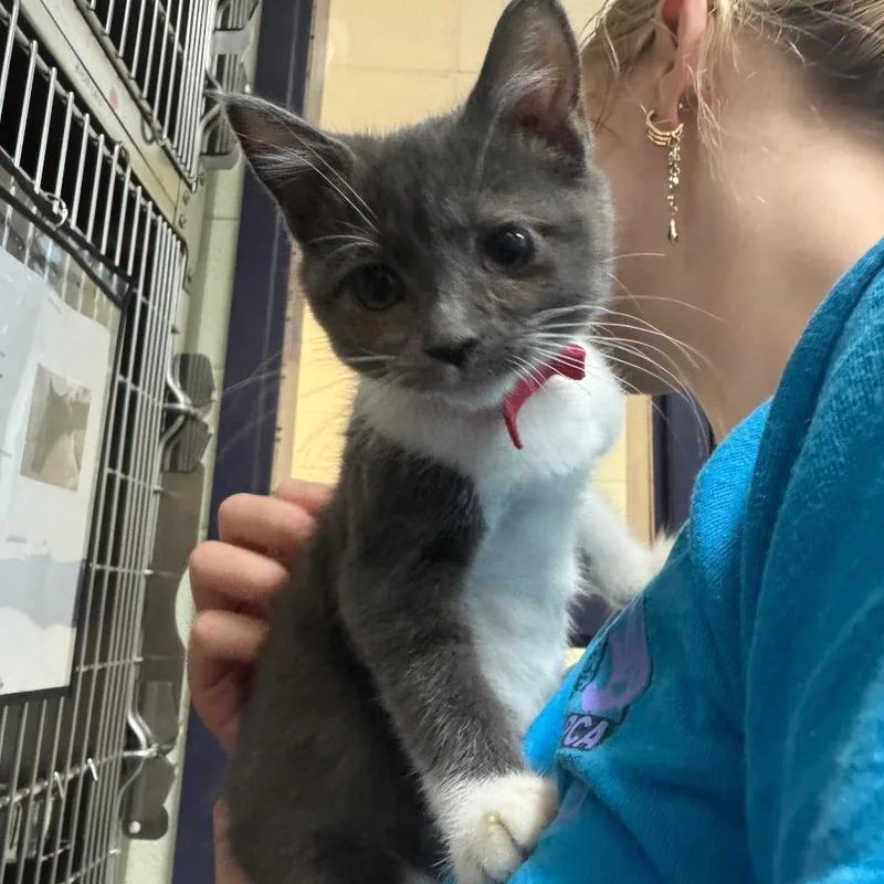 A baby small-sized male Gray / Blue / Silver Domestic Short Hair cat named Button Up for adoption in Charlottesville, VA