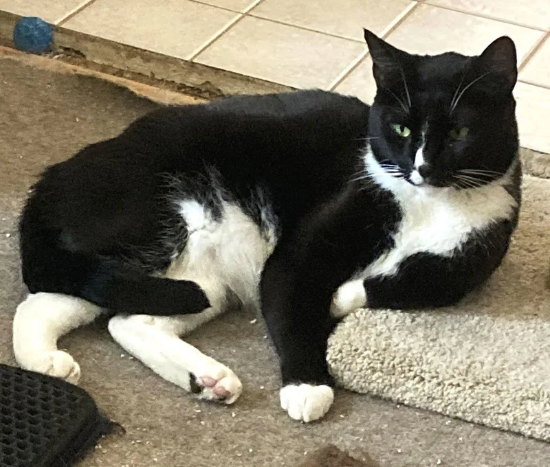 An adult medium-sized male Tuxedo cat named Blaze for adoption in Buena Park, CA