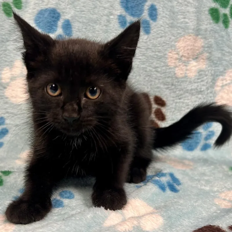 A baby small-sized female Black Domestic Short Hair cat named Trini Kwan for adoption in St Joseph, MO