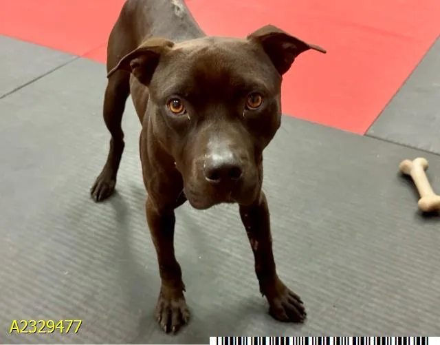 A young medium-sized male Mixed Breed dog named Eli for adoption in West Palm Beach, FL