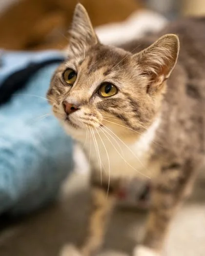An adult medium-sized female Domestic Short Hair cat named Kuso for adoption in Pequot Lakes, MN