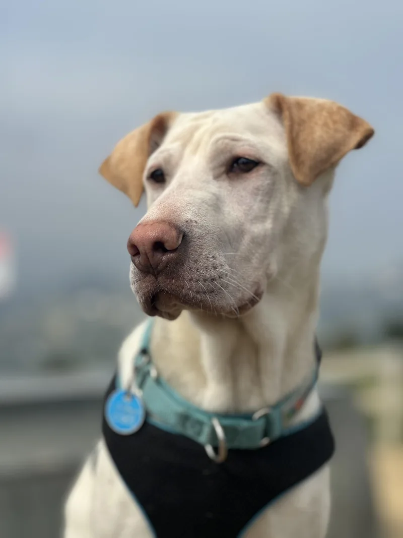 Cinderella thumbnail 2