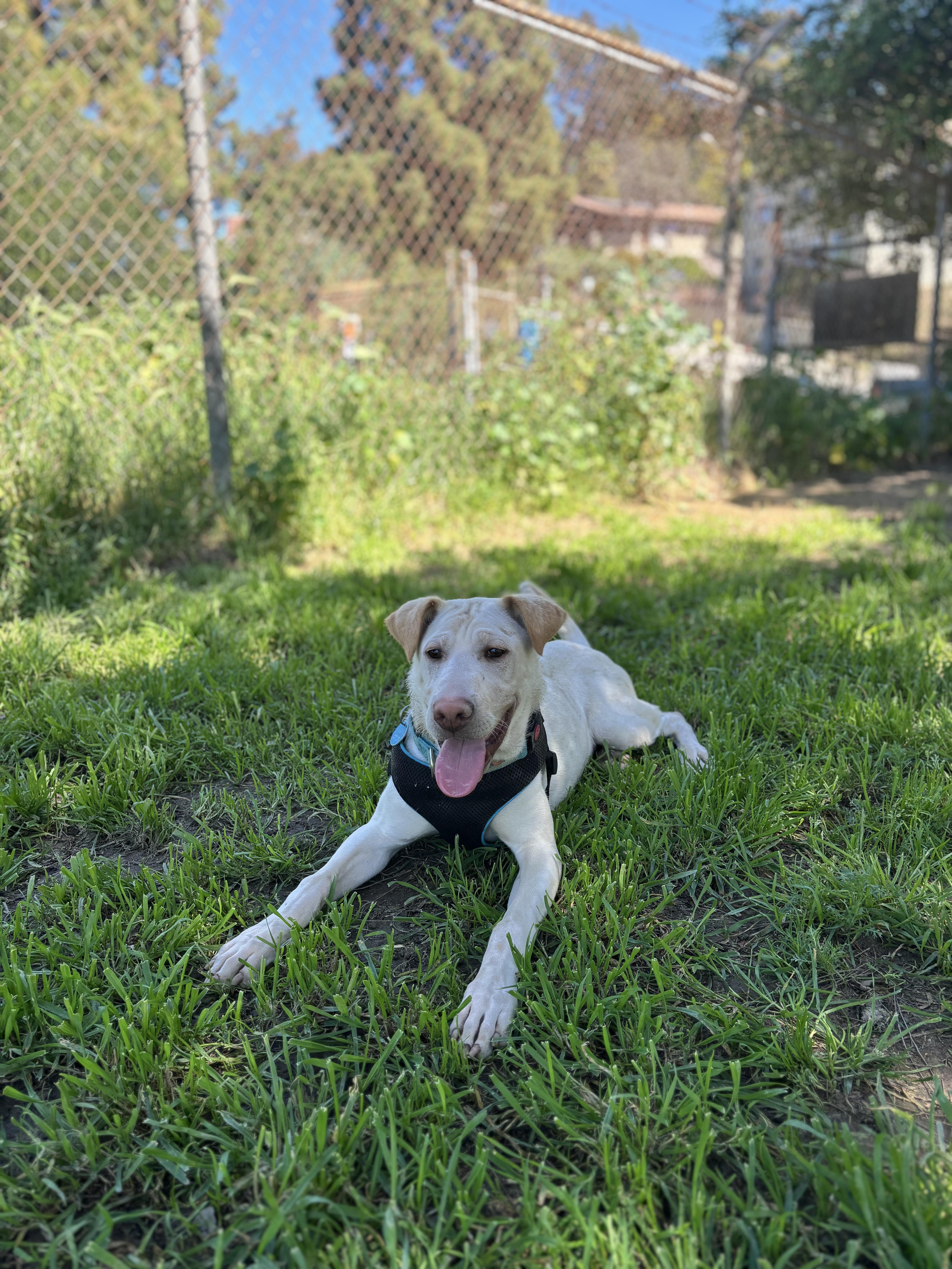 Cinderella thumbnail 3