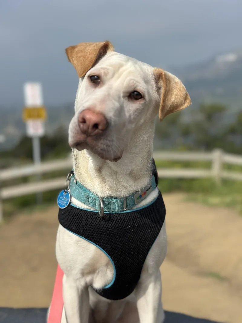 Cinderella thumbnail 6