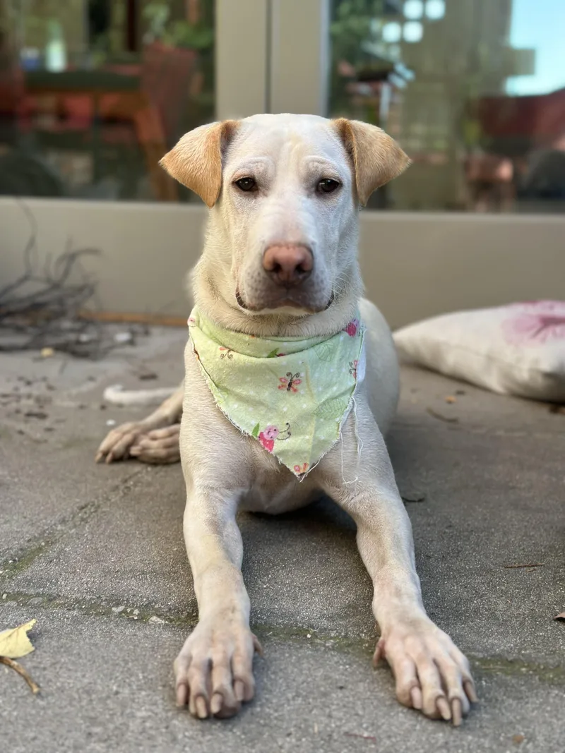 A baby medium-sized female Labrador Retriever dog named Cinderella for adoption in Pasadena, CA
