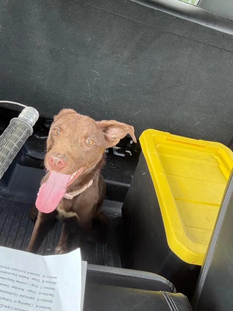 A baby medium-sized female Mixed Breed dog named Truffles for adoption in Beebe, AR
