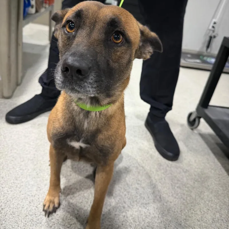 A young medium-sized female Yellow / Tan / Blond / Fawn Belgian Shepherd / Malinois dog named Doja for adoption in Tampa, FL