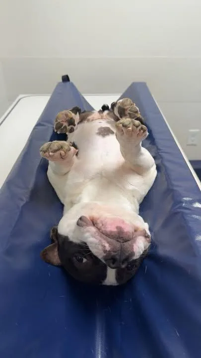 Meatball thumbnail 2