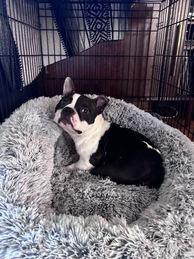 An adult medium-sized female Black Bulldog dog named Meatball for adoption in Shermans Dale, PA