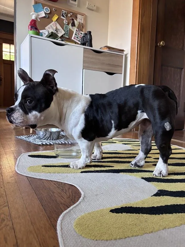 Meatball thumbnail 4