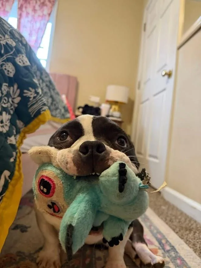 Meatball thumbnail 5