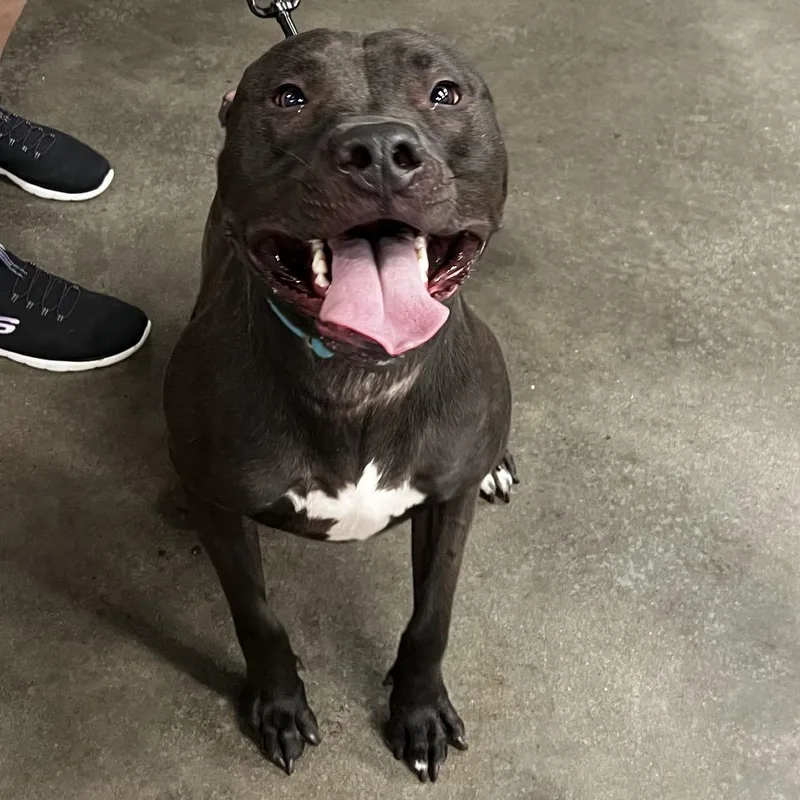 An adult large-sized male Brown / Chocolate Terrier dog named Jr for adoption in Tampa, FL
