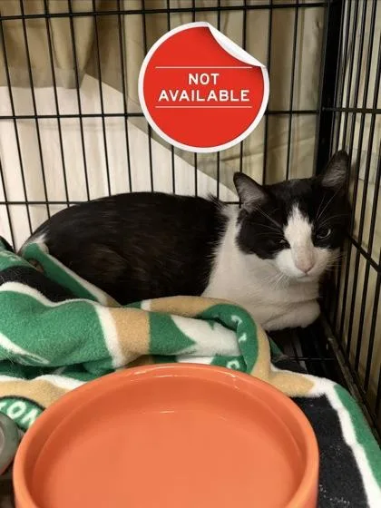 An adult medium-sized male Domestic Short Hair cat named Mitchell for adoption in Lowell, MA