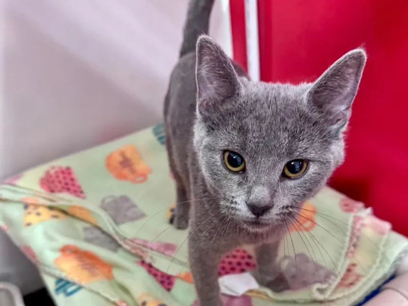 A baby small-sized female Domestic Short Hair cat named Aries for adoption in Powell, OH