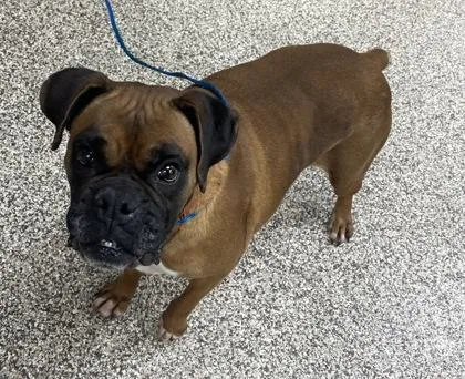 An adult large-sized female Boxer dog named Sweetie for adoption in Westland, MI