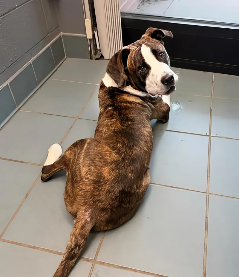 An adult medium-sized male Brindle Mixed Breed dog named Nubbins for adoption in Nashville, TN