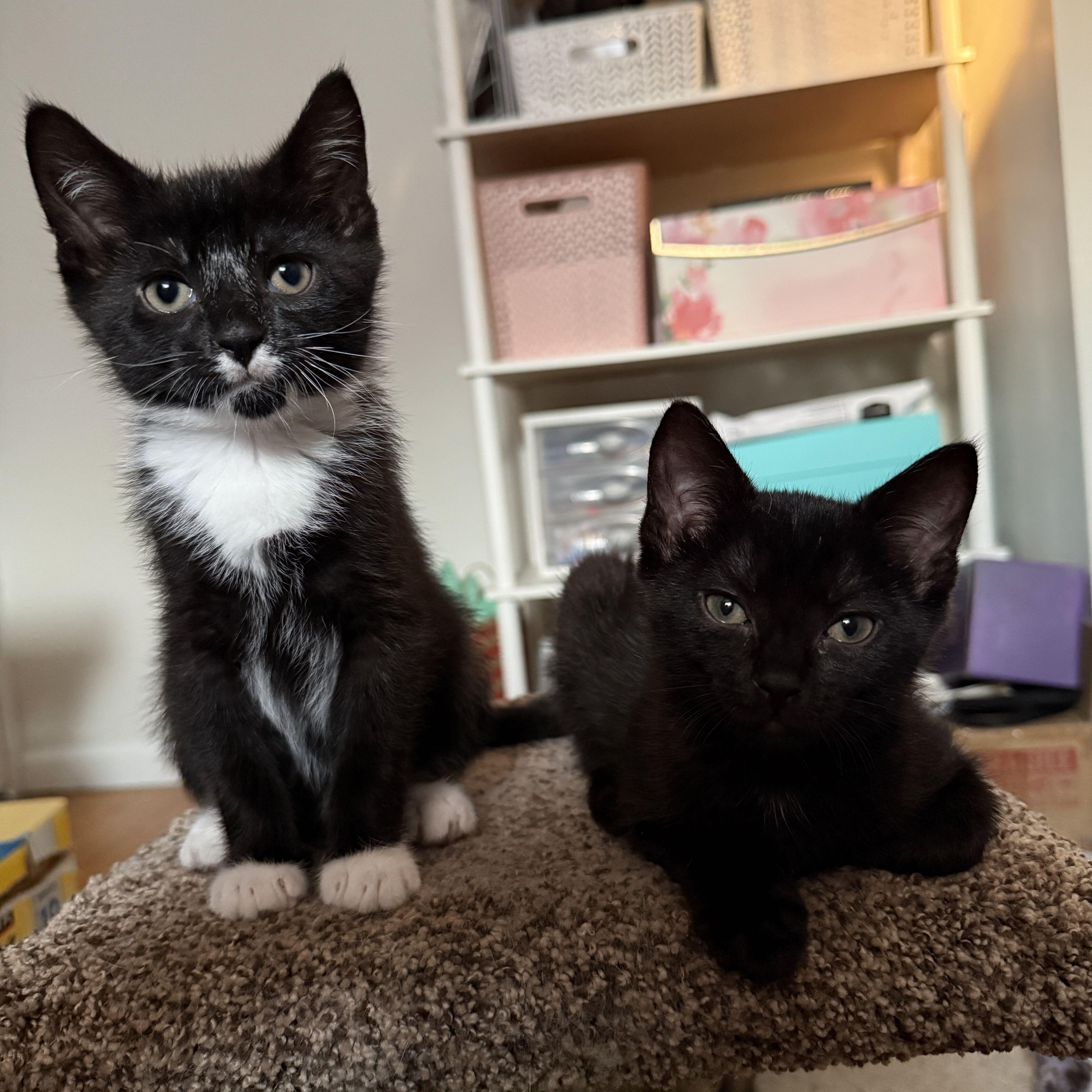 A baby medium-sized female Black Domestic Short Hair cat named Blondie for adoption in East Amherst, NY