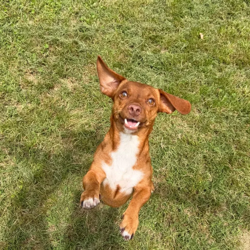 An adult small-sized male Red / Chestnut / Orange Chihuahua dog named Rusty for adoption in Denison, TX