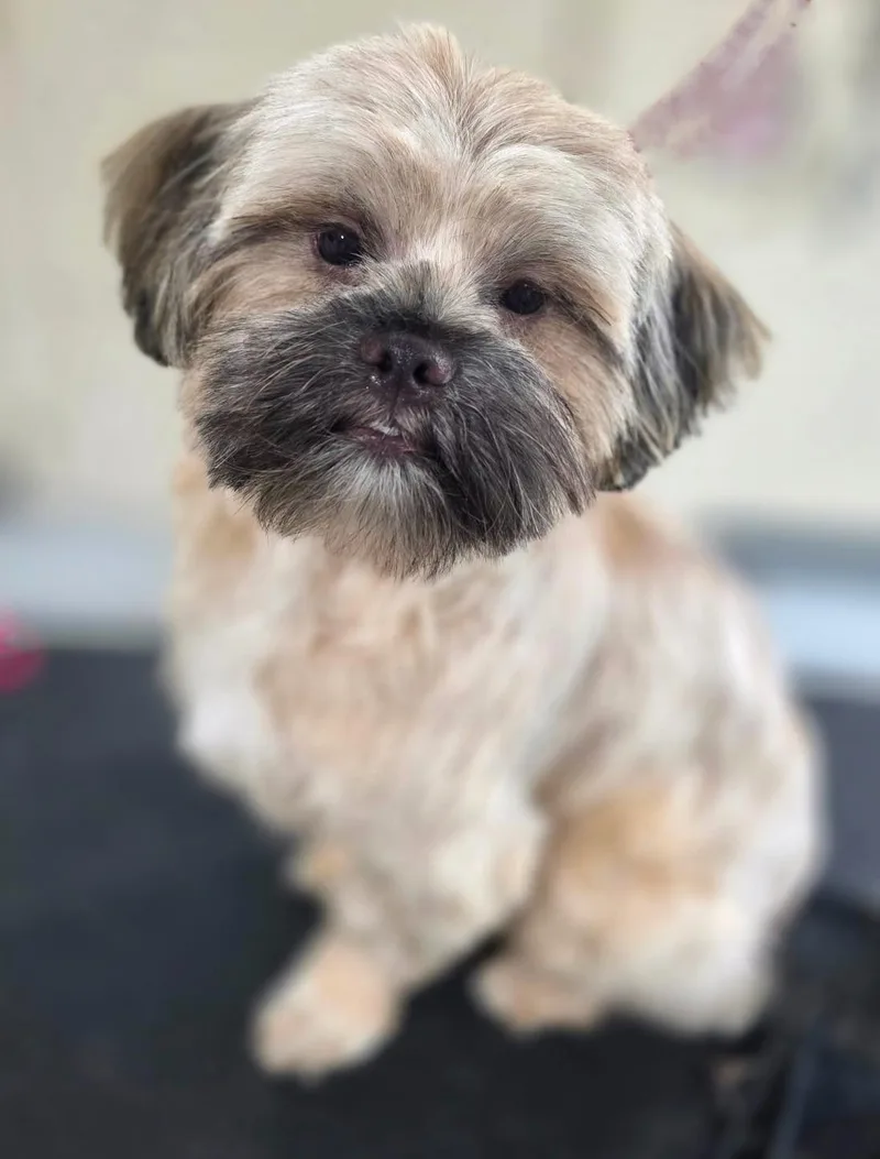 A young small-sized male Shih Tzu dog named Arnold Schwarzenegger for adoption in Belmont, NY