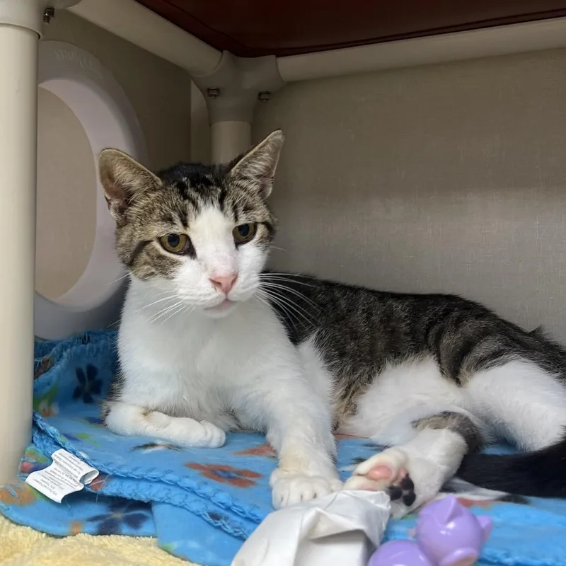 An adult large-sized male Gray / Blue / Silver Domestic Short Hair cat named Vienna for adoption in Mentor, OH