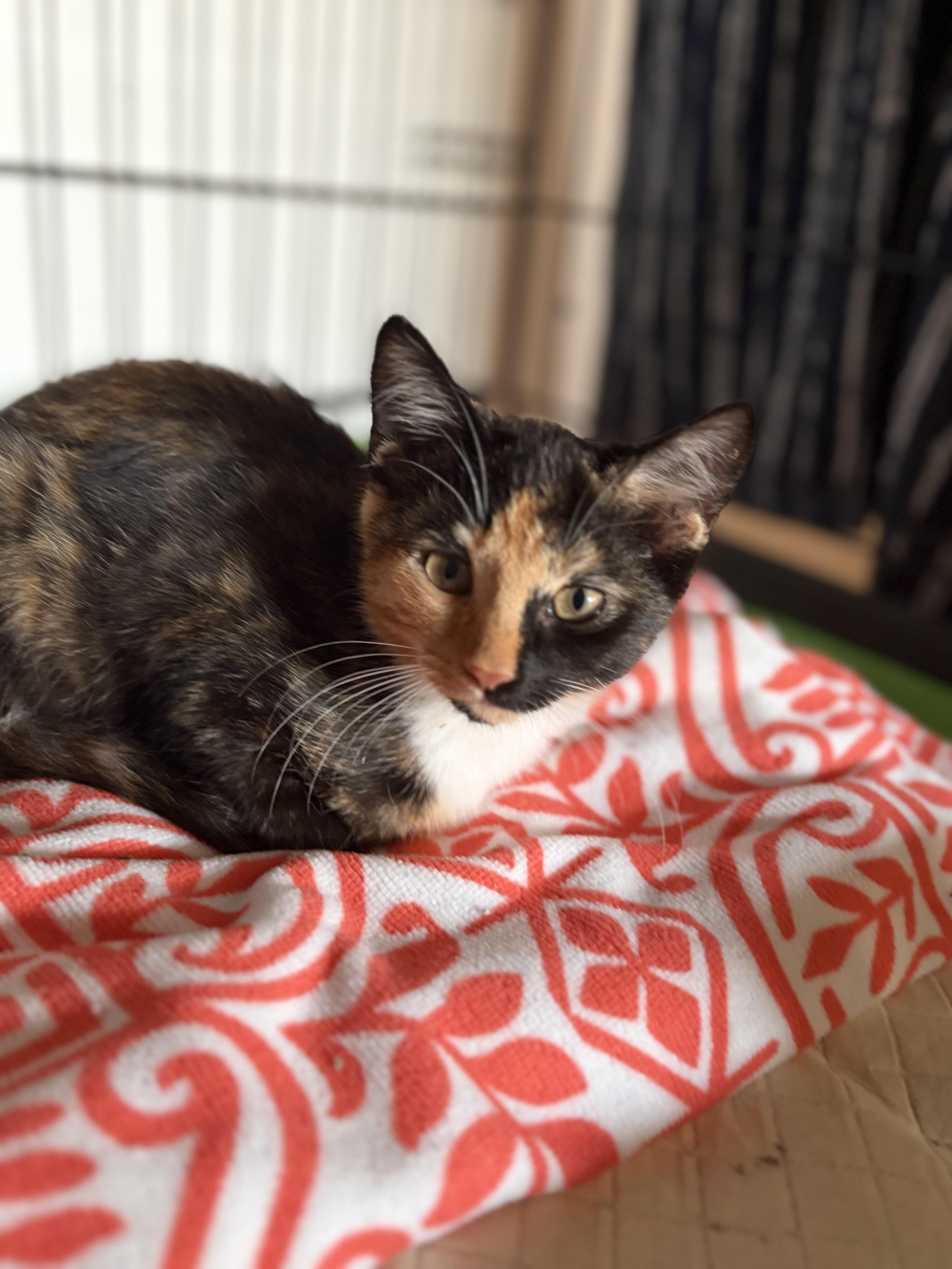 A baby medium-sized female Calico cat named Jelly for adoption in Greensburg, PA