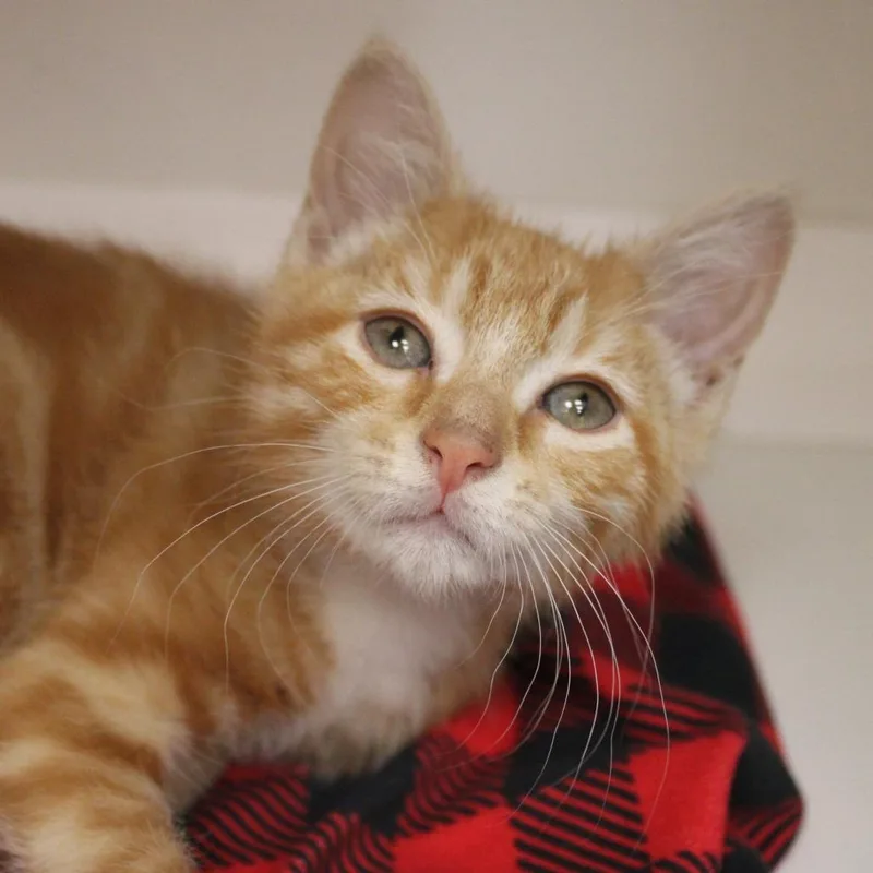 A baby small-sized female Orange / Red Domestic Short Hair cat named Cheeto for adoption in Champaign, IL