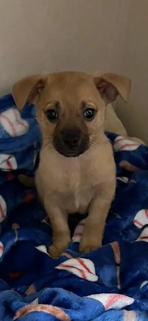 A baby small-sized male Yellow / Tan / Blond / Fawn Chihuahua dog named Apollo for adoption in Alexandria, VA