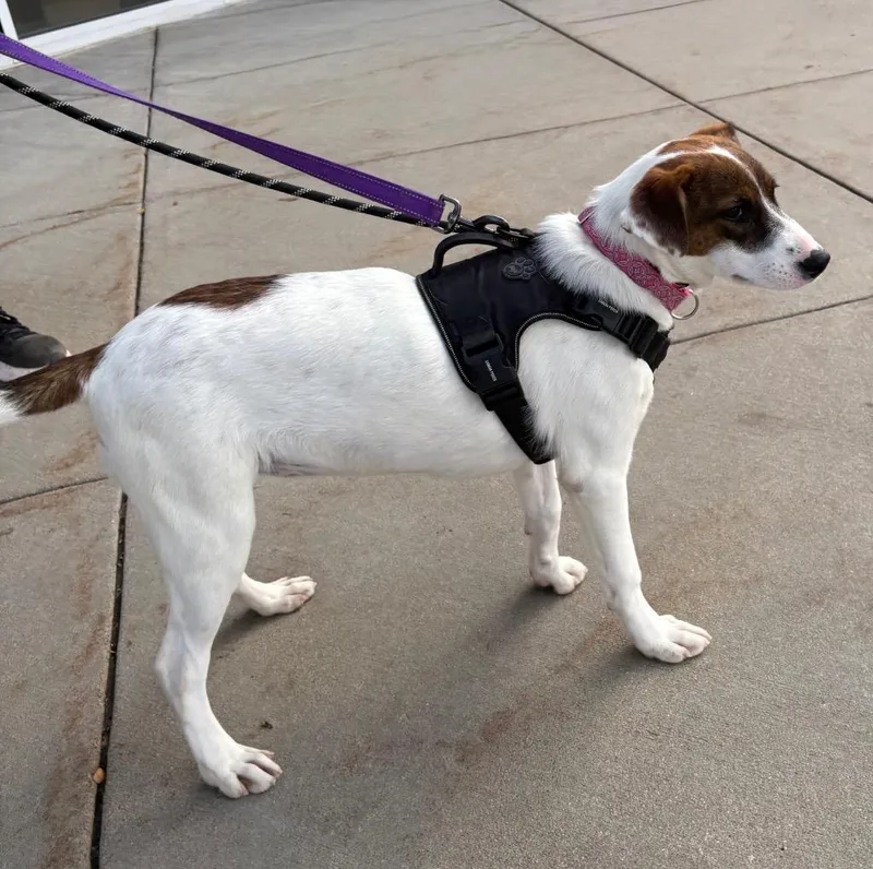 A baby medium-sized female Cattle Dog dog named Sirena von Boo for adoption in Fort Lupton, CO